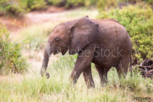 Image de Elephants walk among the trees and shrubs